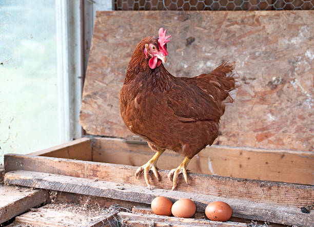 egg producing chicken